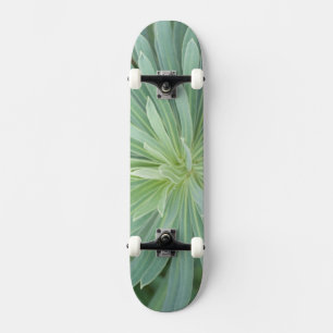 Skate EUA, Washington, Bellevue, Bellevue Botânico 4