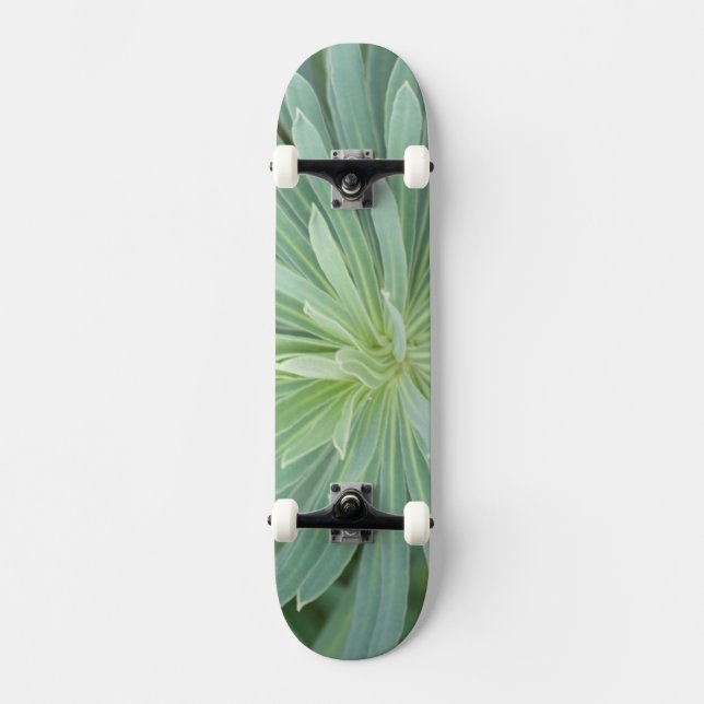 Skate EUA, Washington, Bellevue, Bellevue Botânico 4 (Frente)