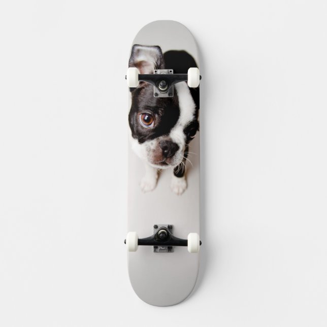 Skate Filhote de cachorro de Edison Boston Terrier (Frente)