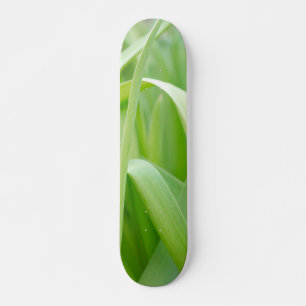 Skate Folhas Frescas de Planta Verde