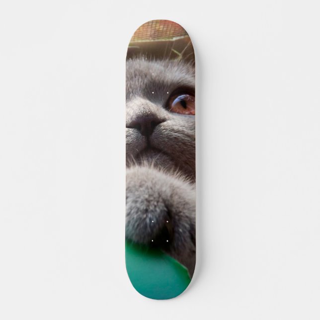 Skate Gato cinza na caixa de papelão (Frente)