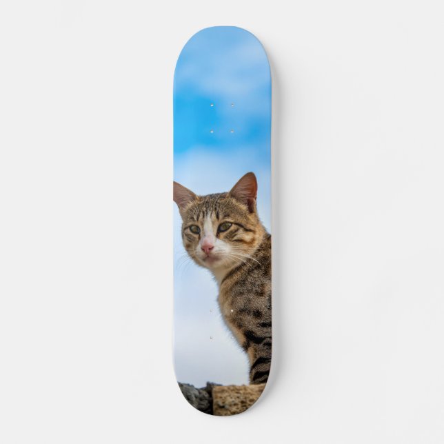 Skate Gato na parede (Frente)