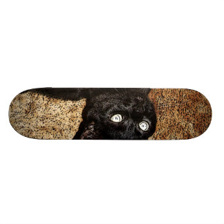 Skate gato preto