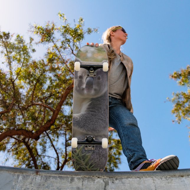 Skate Grevillea Koala Bear (Ao ar livre 1)