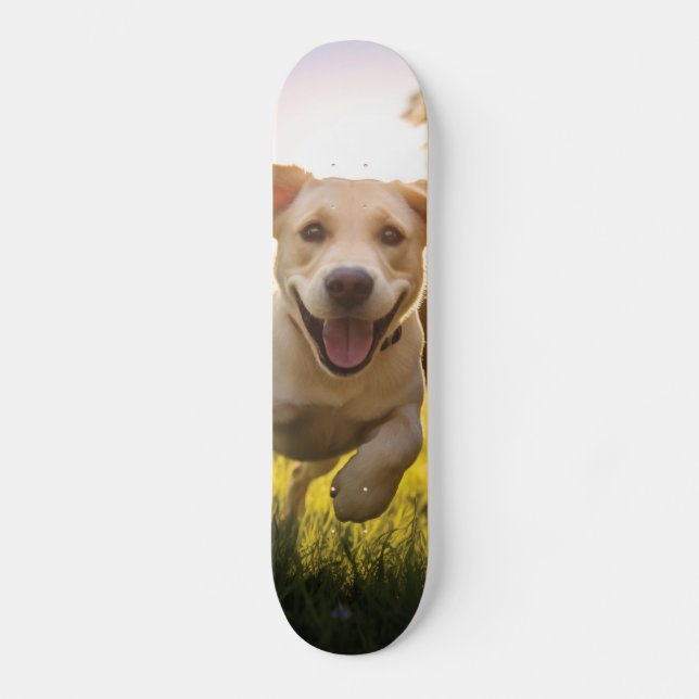 Skate Happy Labrador Puppy em execução (Frente)