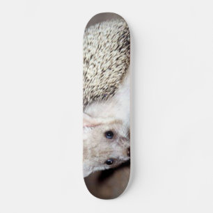Skate Hedgehog - O Mamífero Espinoso
