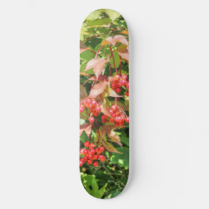 Skate Highbush Cranberry
