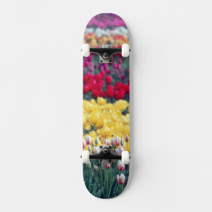Skate jardim de tulipas no vale de Skagit,