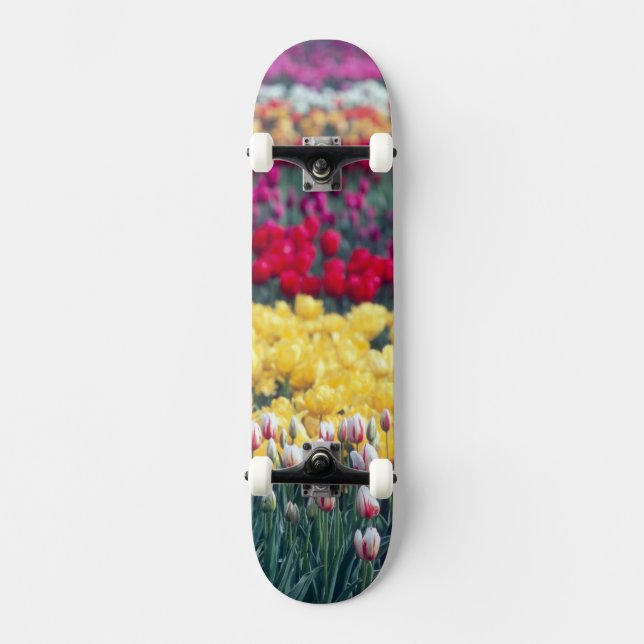 Skate jardim de tulipas no vale de Skagit, (Frente)