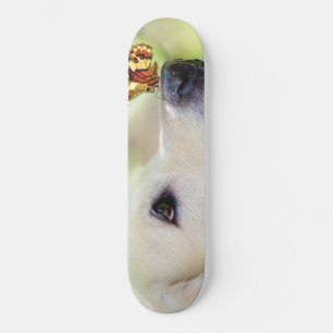 Skate Labrador E Travesseiro decorativo De Borboleta