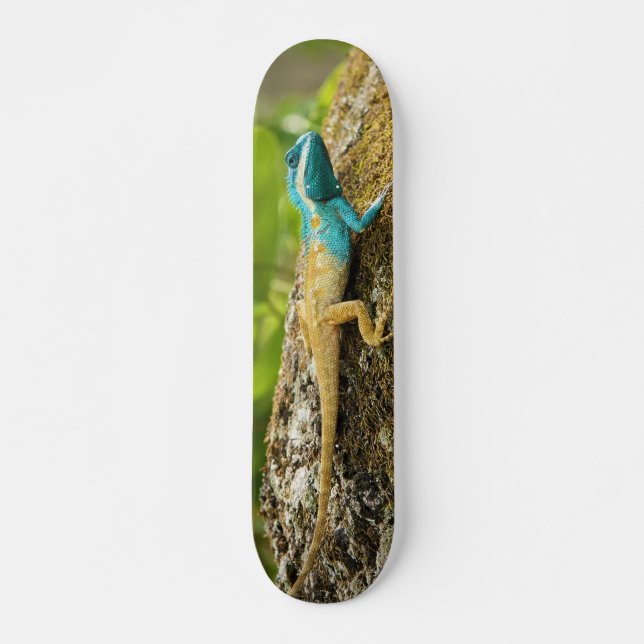 Skate Lagarto Azul-Com crista Calotes Mystaceus (Frente)