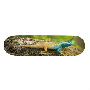Skate Lagarto Azul-Com crista Calotes Mystaceus