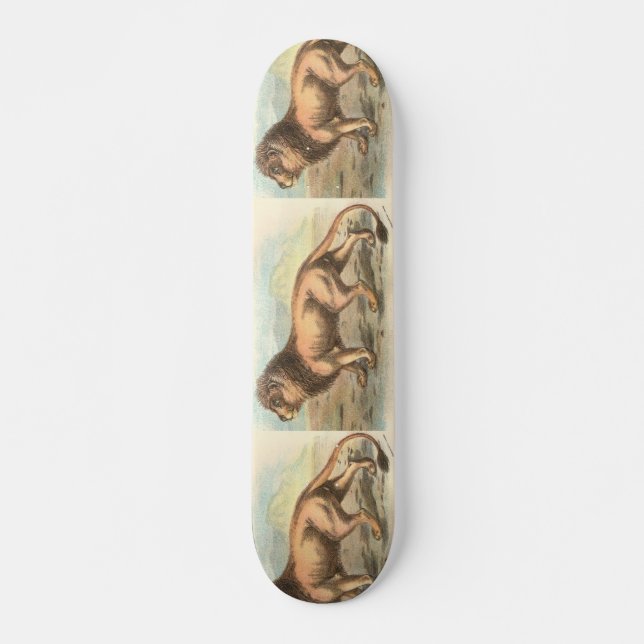 Skate Leão, Felis Leo (Frente)