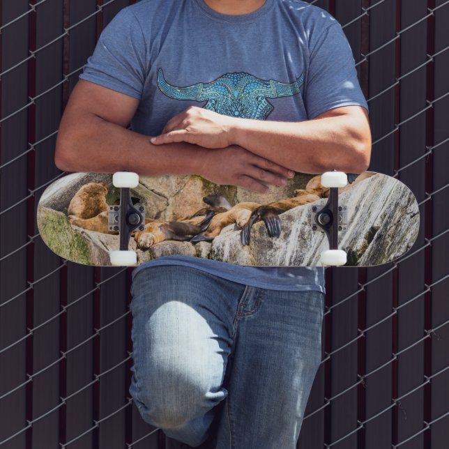 Skate Leões Do Mar Deitados Nas Rochas (Ao ar livre 3)