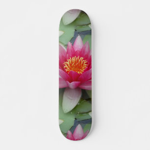 Skate Lily de Água do Lotus Rosa
