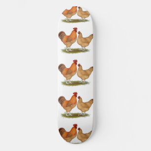 Skate Lincolnshire Buff Chickens