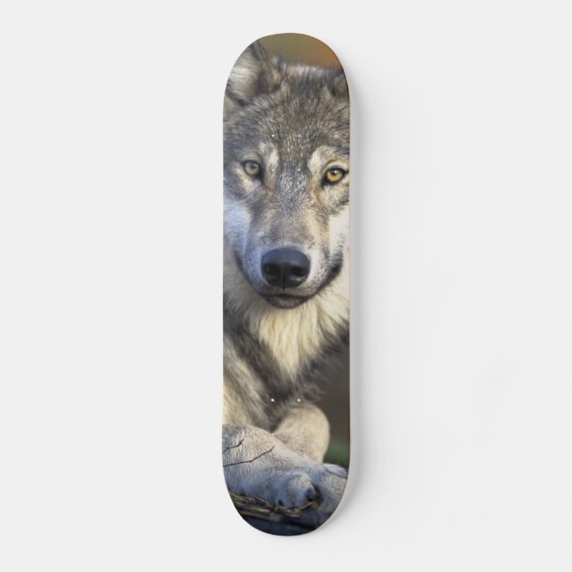 Skate Lobo Bonito (Frente)