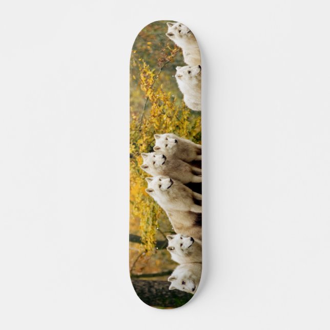 Skate Lobos Brancos do Alasca na floresta (Frente)