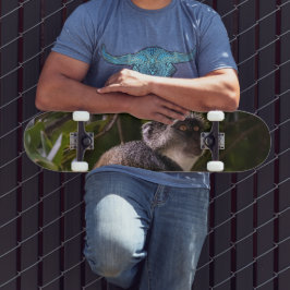 Skate Macaco azul, Zanzibar