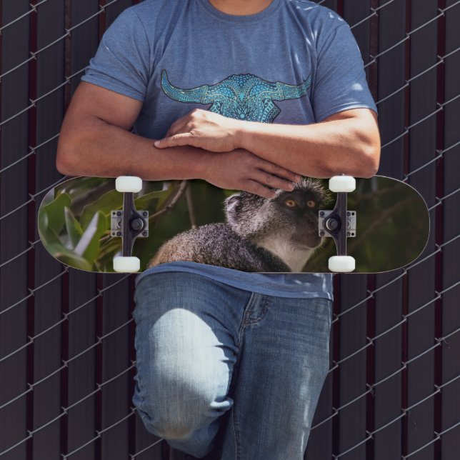 Skate Macaco azul, Zanzibar (Ao ar livre 3)