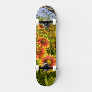 Skate Margaridas-de-fogo (Gaillardia pulchella) flores s
