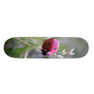 Skate O conselho do joaninha