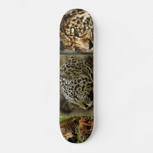Skate O gato selvagem de Jaguar mancha o destino african