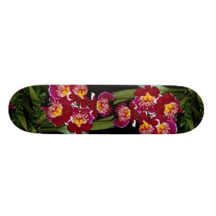 Skate Orquídea bonita, híbrido do miltonia