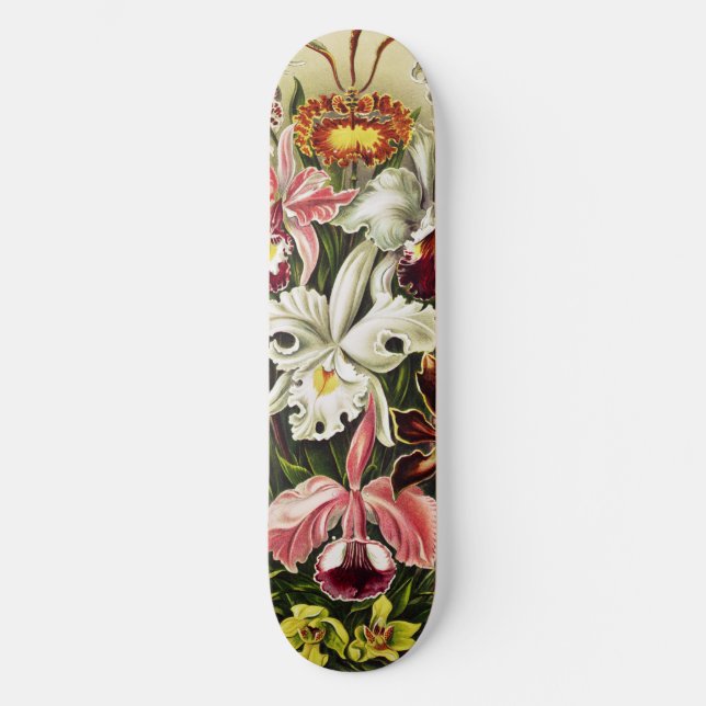Skate Orquídeas, Orquídeas Denusblumen Ernst Haeckel (Frente)