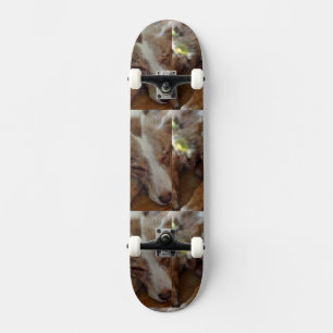 Skate pastor australiano malhado vermelho