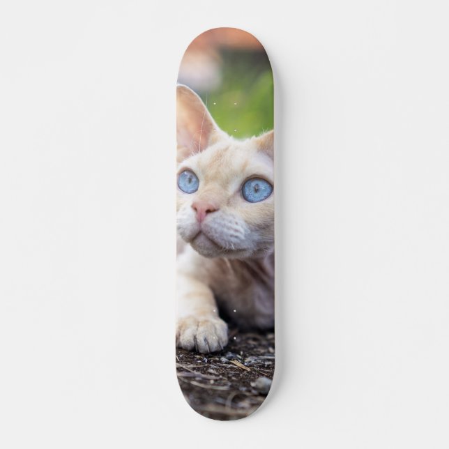 Skate Patineta Gato Ojos Azules Devon Rex (Frente)