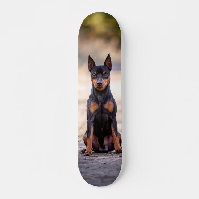 Skate Patineta Perro Pinscher Miniatura Sentado (Frente)