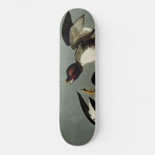 Skate Pato-de-ouro-comum