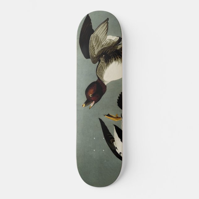 Skate Pato-de-ouro-comum (Frente)
