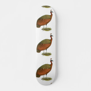 Skate Peafowl do Congo