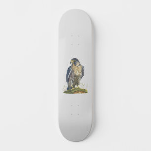 Skate Peregrine Falcon