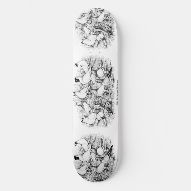 Skate Pigeons de Tumbler de faces curtas (Frente)