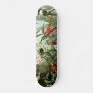 Skate pintura clássica da fauna selvagem de beija-flor