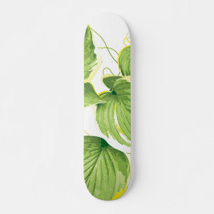 Skate Planta Ficus