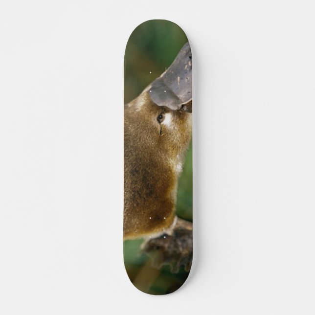 Skate Platypus (Frente)