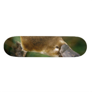 Skate Platypus