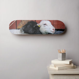 Skate Quadro de bordo branco de ovelha preto HAMbWG