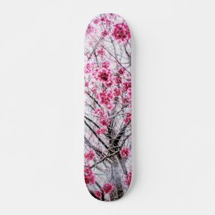 Skate Ramais e Blooms de uma árvore cereja