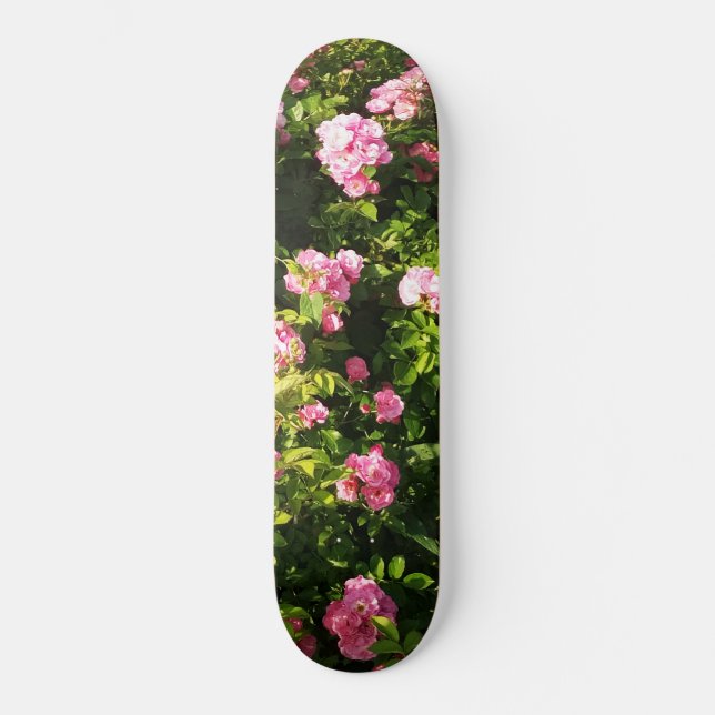 Skate Rosas rosa na floração (Frente)