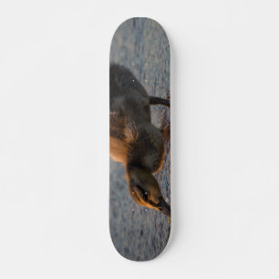 Skate Sesty Baby