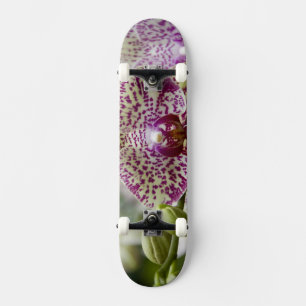 Skate Singapura (Sânscrito para Cidade do Leão). Naciona