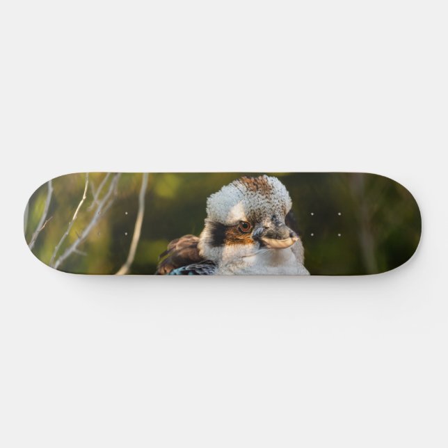 Skate Soprava rindo kookaburra (Horz)