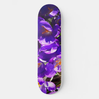 SKATE SPRING CROCUS