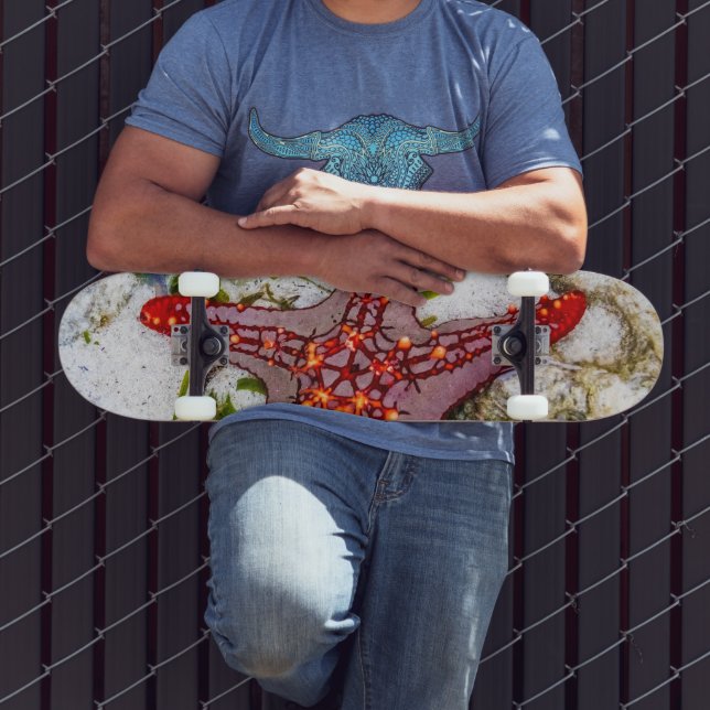 Skate Starfish, Zanzibar, Tanzânia (Ao ar livre 3)