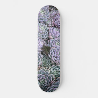 Skate Suculentas, Suculentas, Suculentas